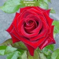 Комплект 5шт  / Роза Черная магия(чайно-гибридная)